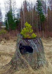 Лесная сказка