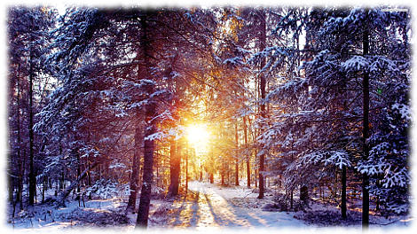 Сочинение на тему Волшебство зимнего леса